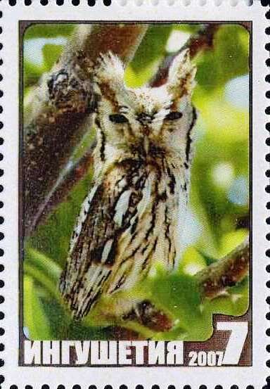 Owl