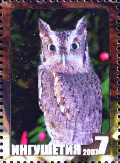 Owl