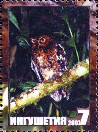 Owl