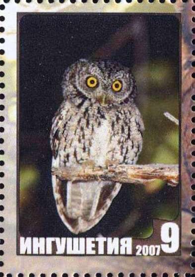 Owl