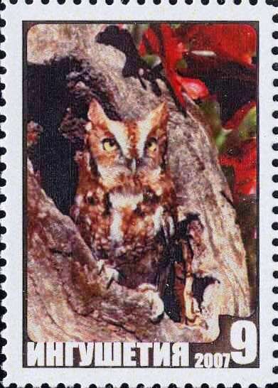 Owl