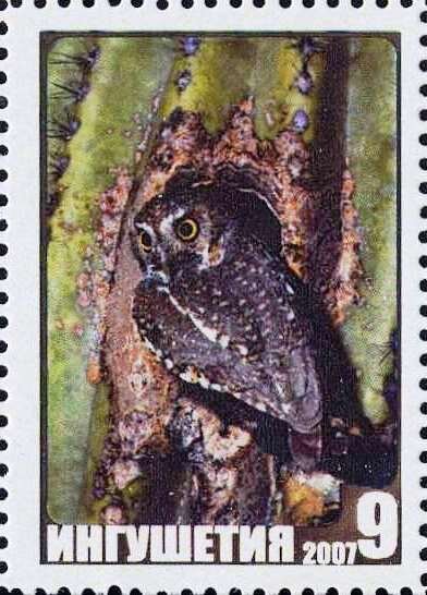 Owl