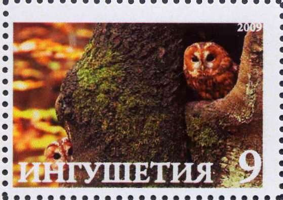 Owl