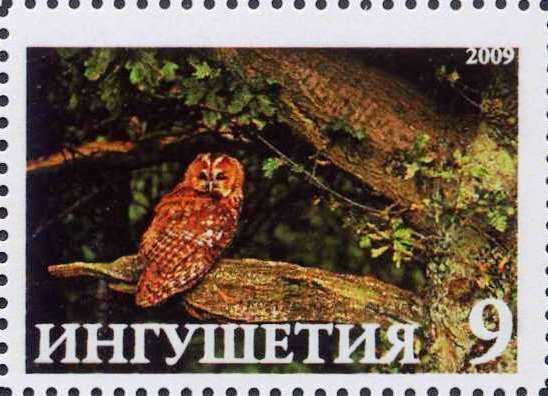 Owl