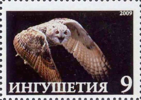 Owl