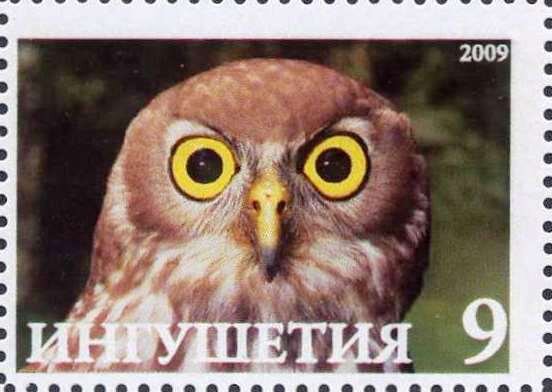 Owl