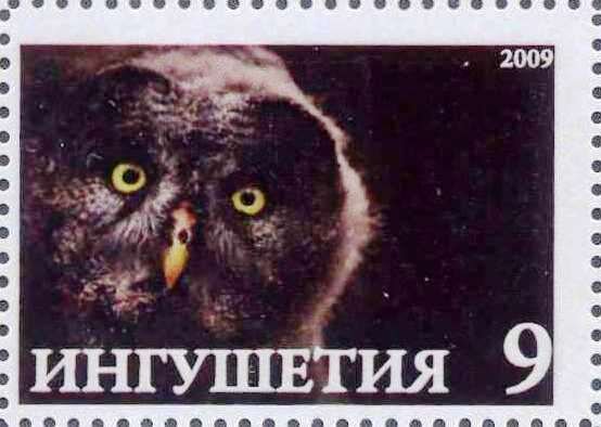 Owl