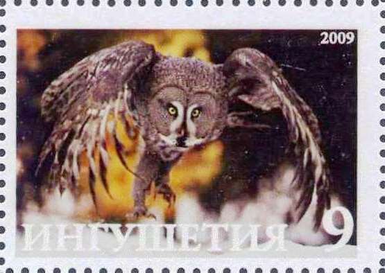 Owl