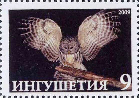 Owl