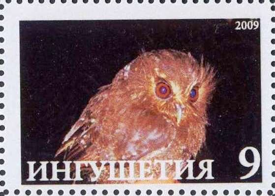 Owl