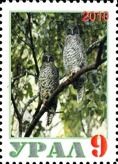 Owl