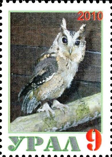 Owl