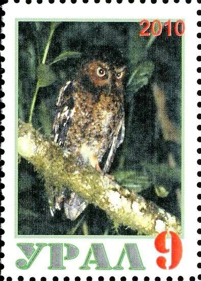 Owl