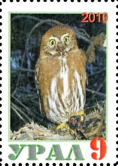 Owl