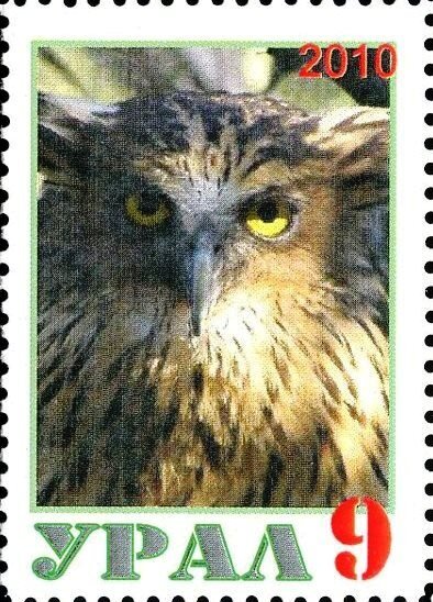 Owl