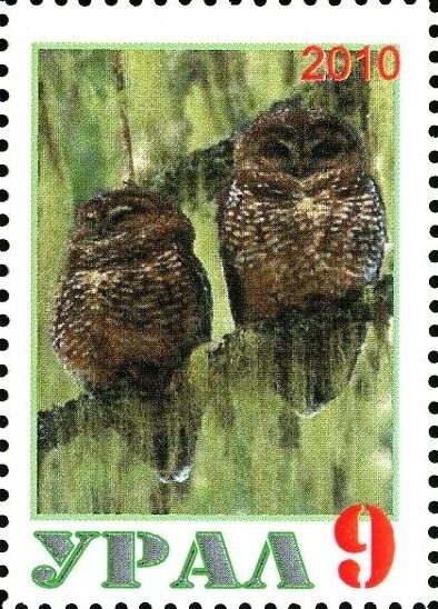 Owl