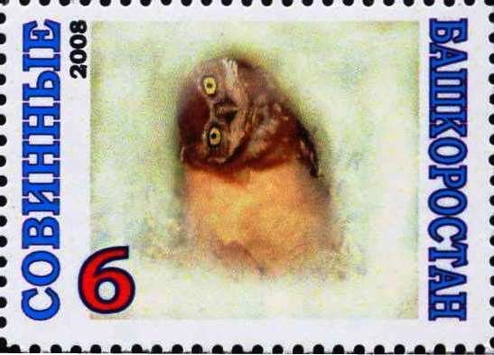 Owl