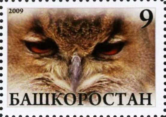 Owl