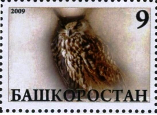 Owl
