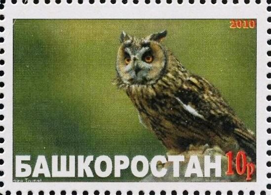 Owl