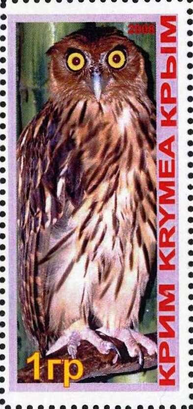 Owl