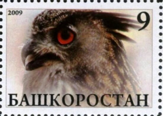 Owl