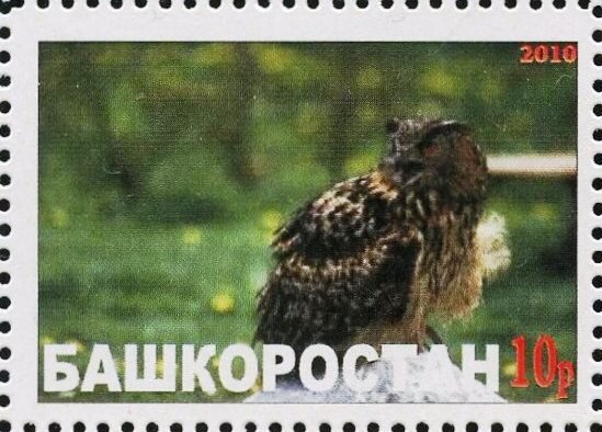 Owl