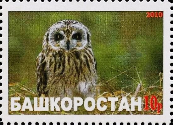 Owl