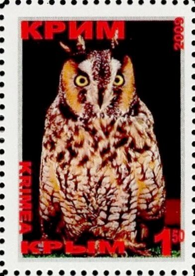 Owl