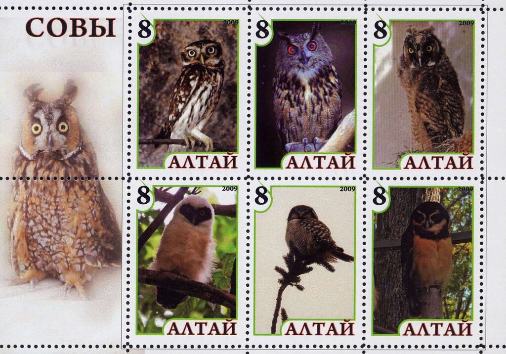 Owls