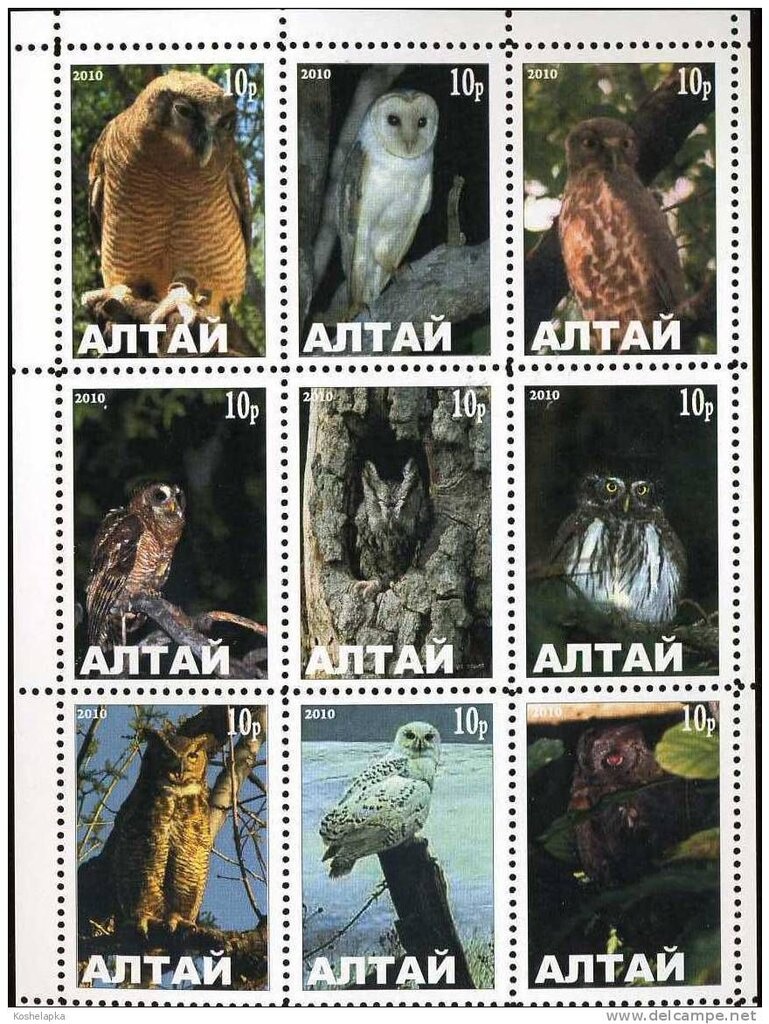 Owls