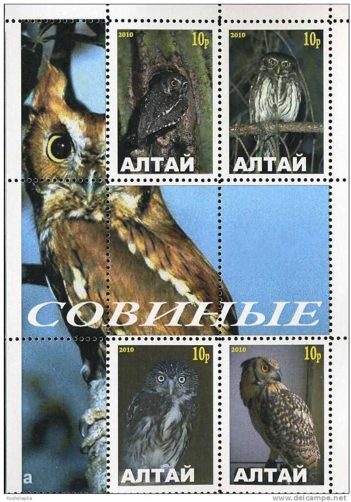 Owls