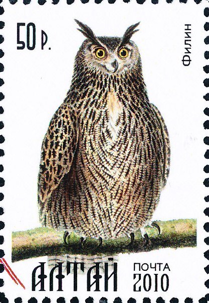 Owls