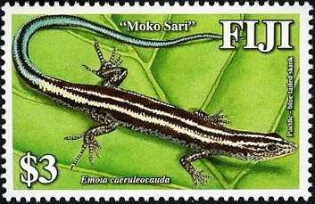 Pacific Bluetail Skink (Emoia caeruleocauda