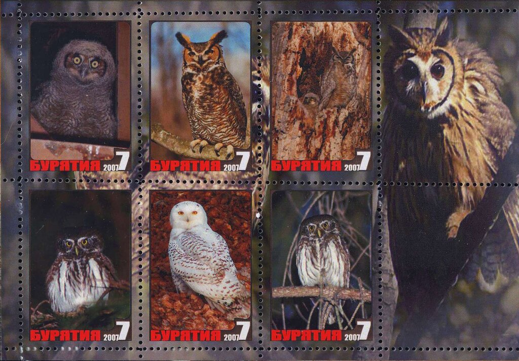 Owls