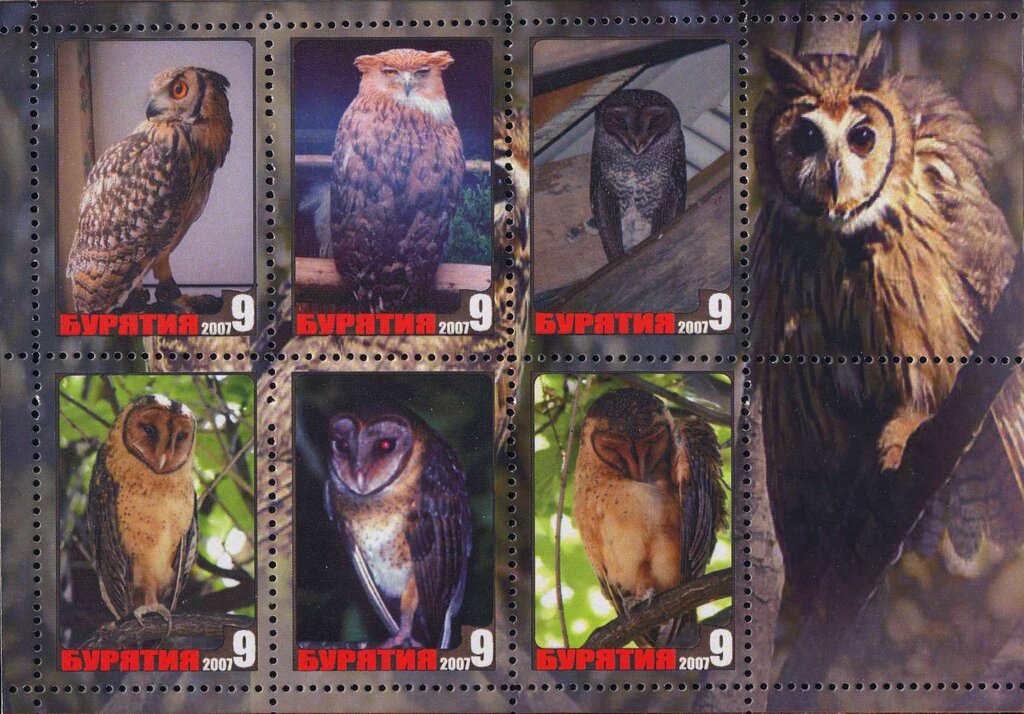 Owls