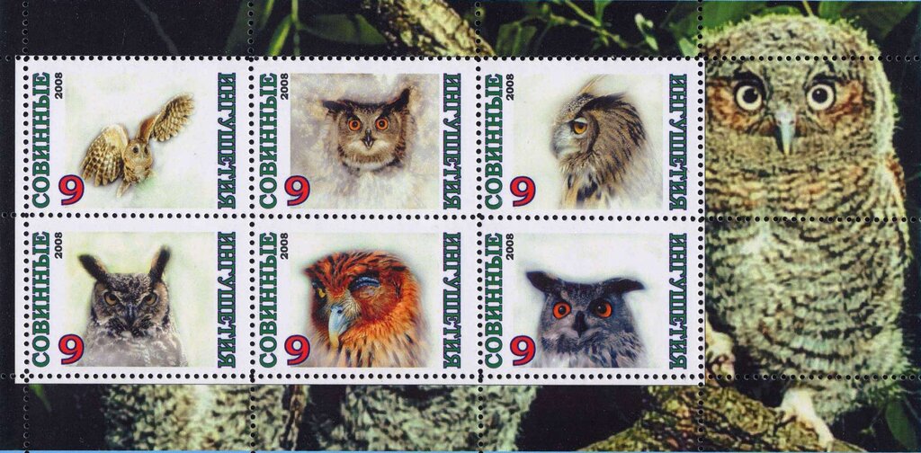 Owls