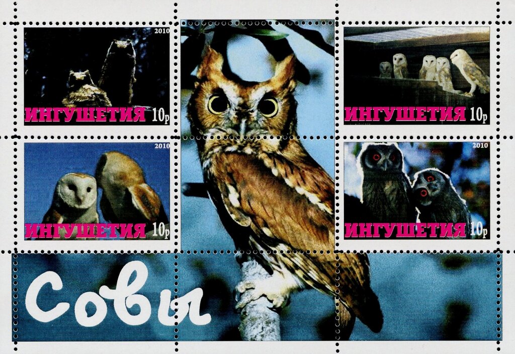 Owls