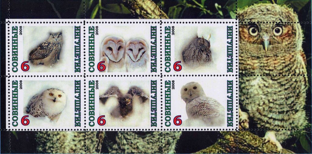 Owls