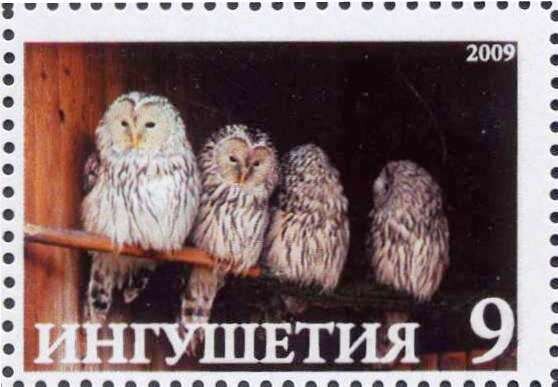 Owls