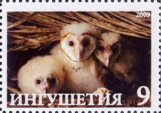 Owls