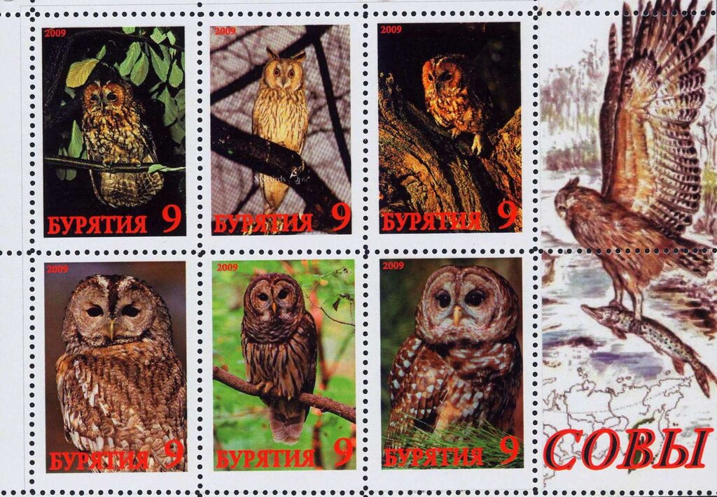 Owls