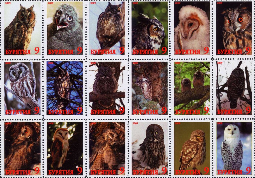 Owls