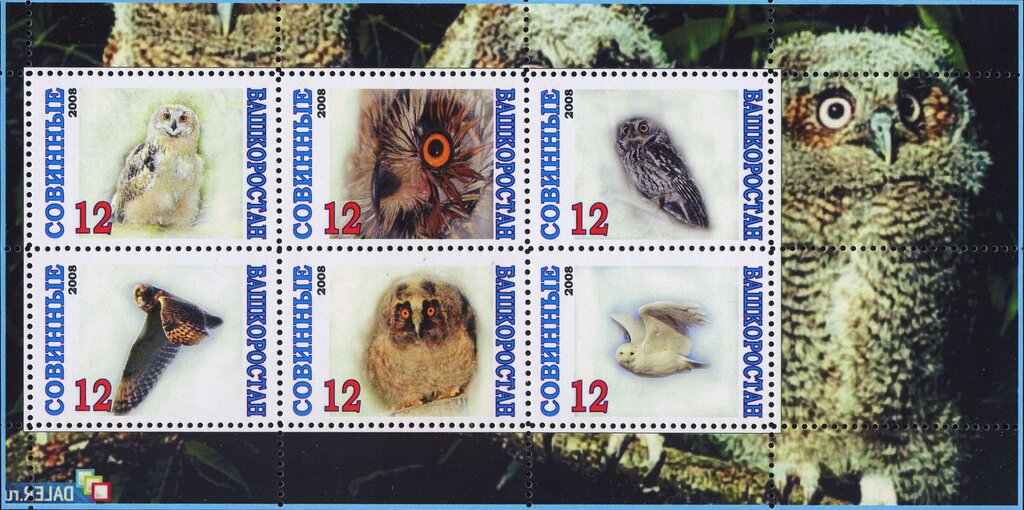 Owls