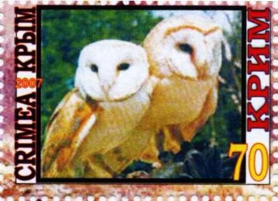 Owls
