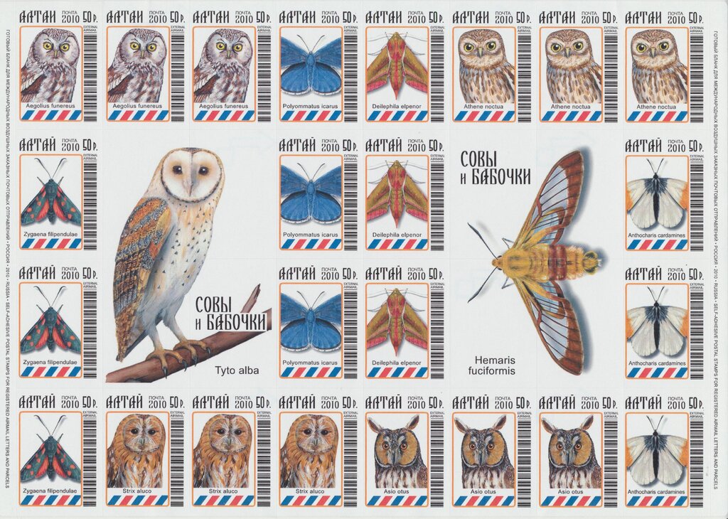 Owls and Butterflies