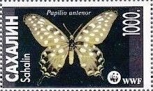 Papilio antenor