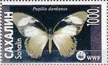 Papilio dardanus