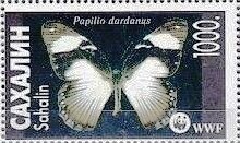 Papilop dardanus