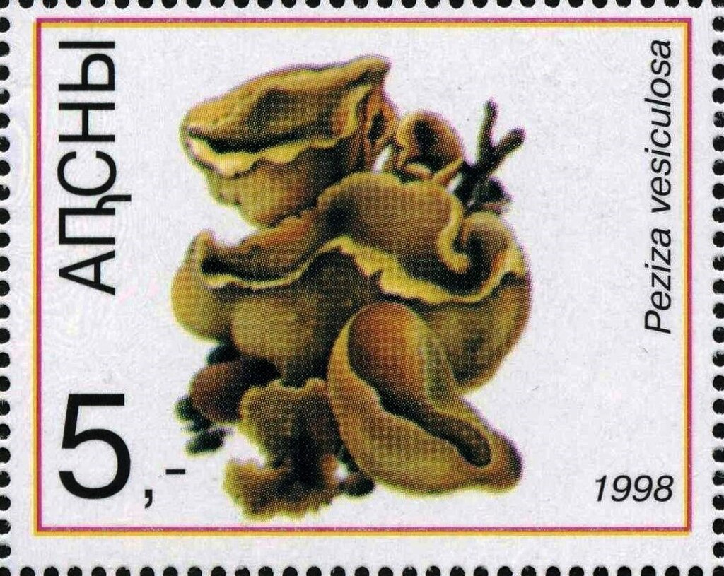 Peziza vesiculosa